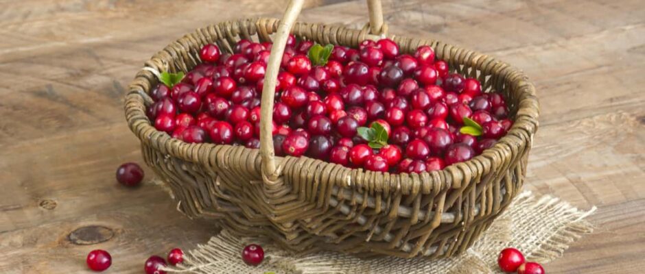 A basket of cranberries on the ground