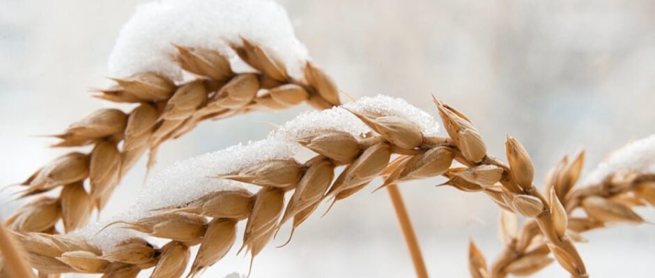 A close up of some wheat in the snow